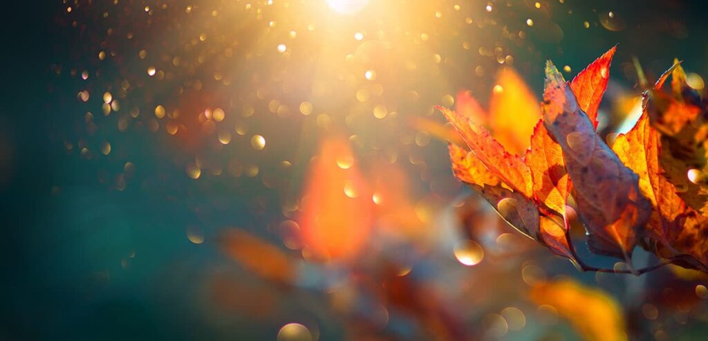 Boost Your Immune System for Fall