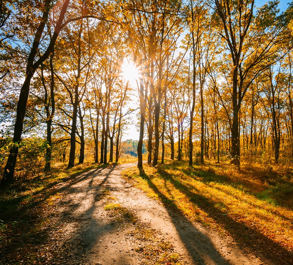 Transitioning with TCM: Preparing Your Body for Fall and Winter During Late Summer