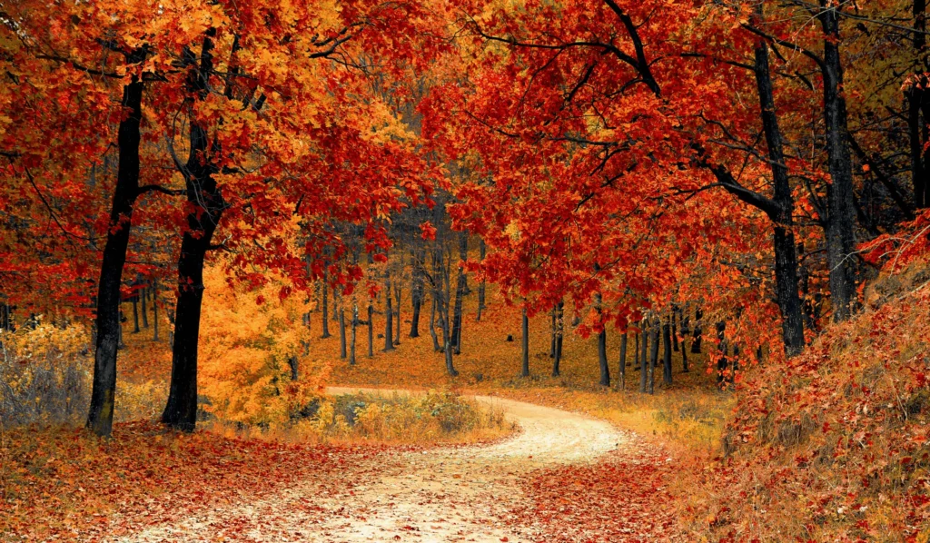 Embracing the Autumn Season with Acupuncture: Tips for a Healthy Transition