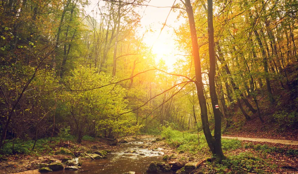 The Wood Element and Liver Qi: Embracing Spring with Traditional Chinese Medicine
