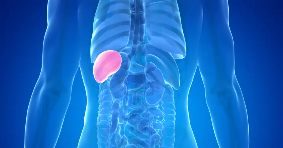 Traditional Chinese Medicine (TCM) Food for Spleen
